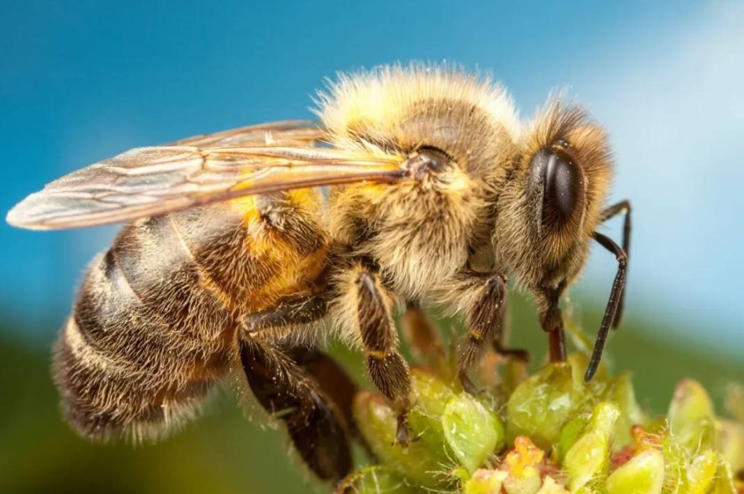 Arıları ne kadar tanıyorsunuz? Arılar hakkında ilginç bilgiler 25